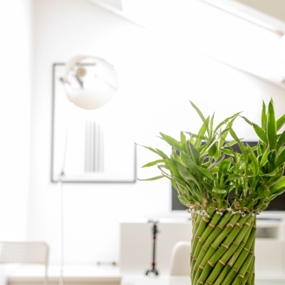 Clinic room with a green plant